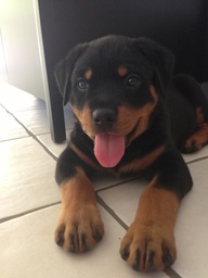 rottie.jpg